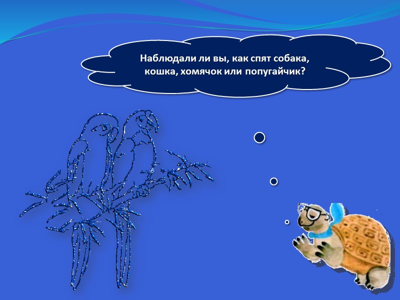 Наблюдали ли вы, как спят собака, кошка, хомячок или попугайчик?